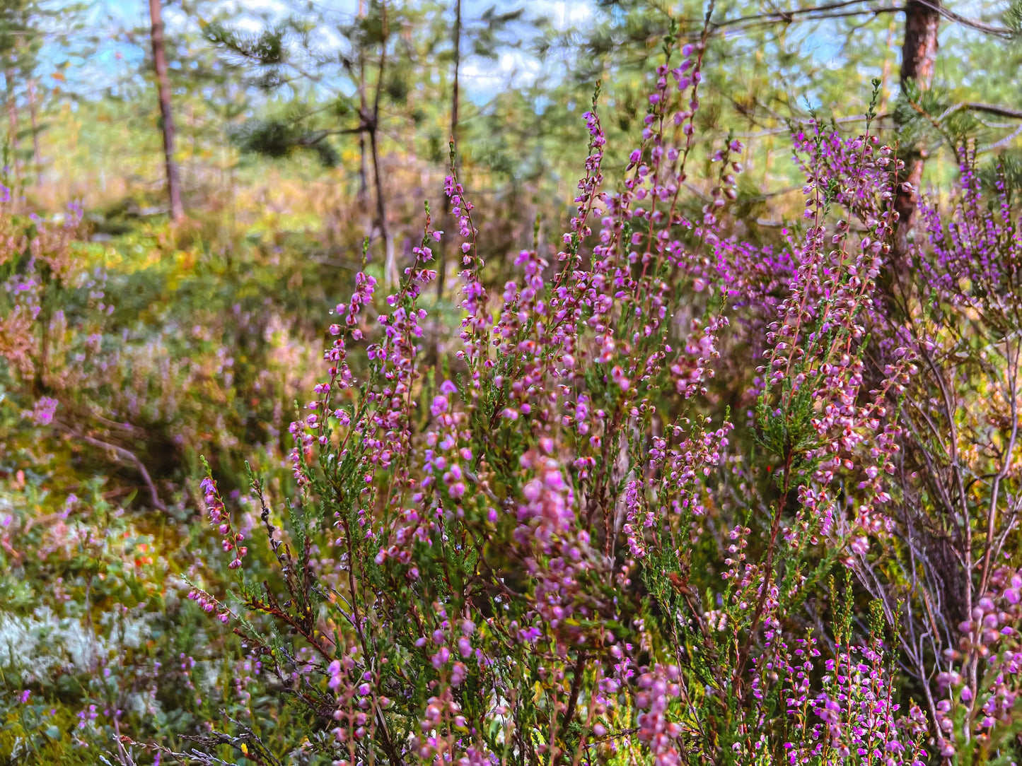 Historia-de-las-plantas-medicinales Blossome