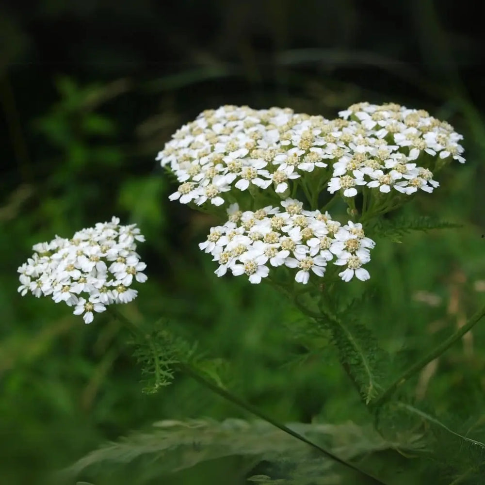 
                  
                    Tintura de Milenrama Blossome
                  
                