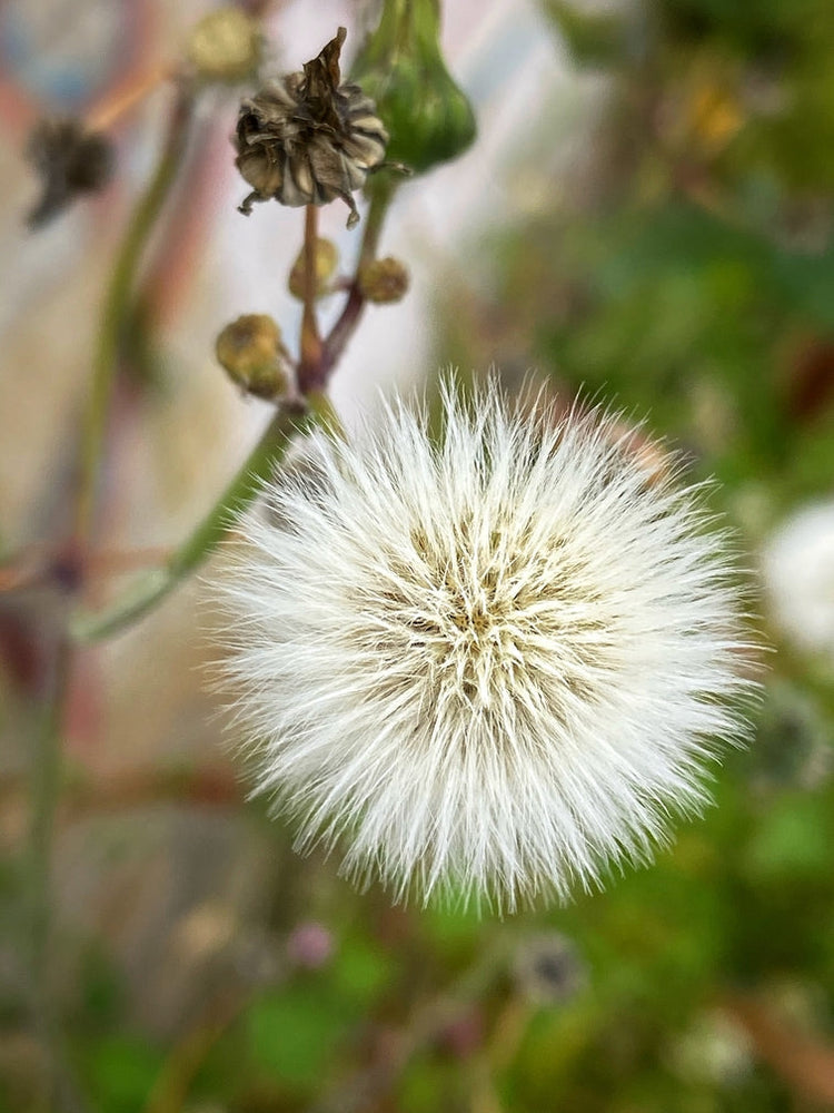 
                  
                    Tintura de Diente de León Blossome
                  
                