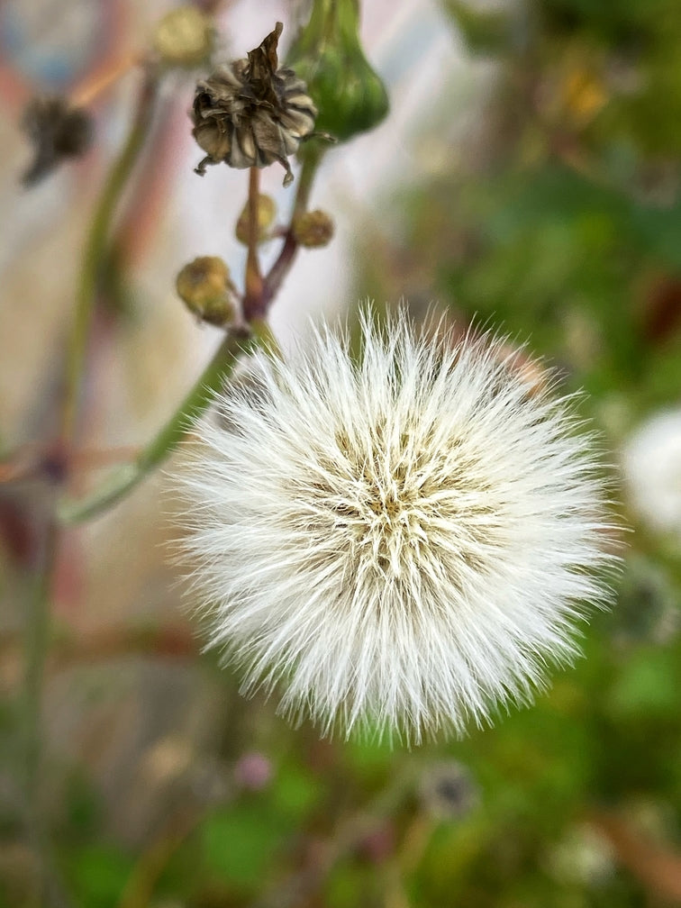 
                  
                    Tintura de Diente de León Blossome
                  
                