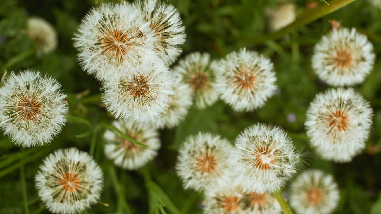 Blossome